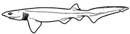 Claves-Hexanchus-griseus_01.jpg