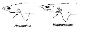 Hexanchidae_01.jpg
