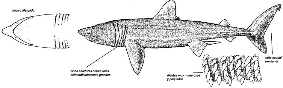 Cetorhinus-maximus_02.jpg
