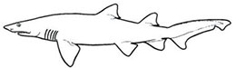 Odontaspidae_claves.jpg