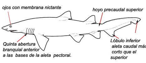 odontaspidae_01.jpg