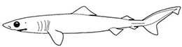 pseudocarcharidae_claves.jpg