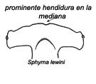 Sphyrna-lewini-_01.jpg