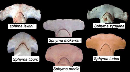 Sphyrna