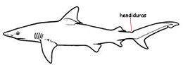 carcharhinidae_claves.jpg