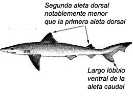 Galeorhinus.jpg