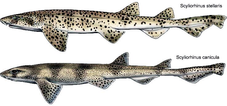 sciliorhinus.jpg