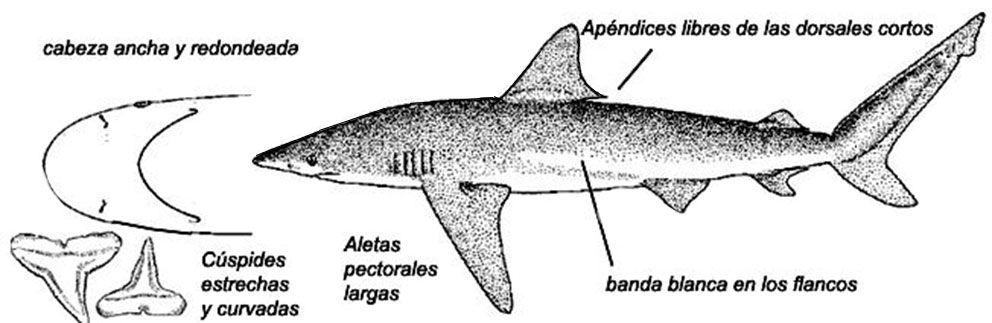 Cacharhinus-brachyurus_01.jpg