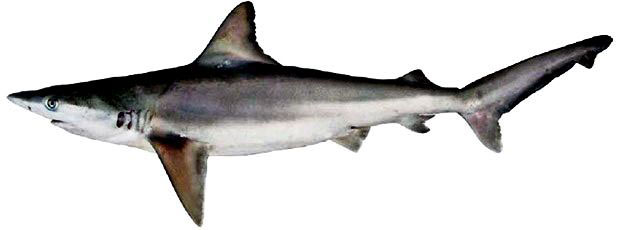 Cacharhinus-brachyurus_02.jpg