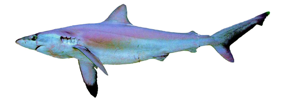 Cacharhinus-brachyurus_04.jpg
