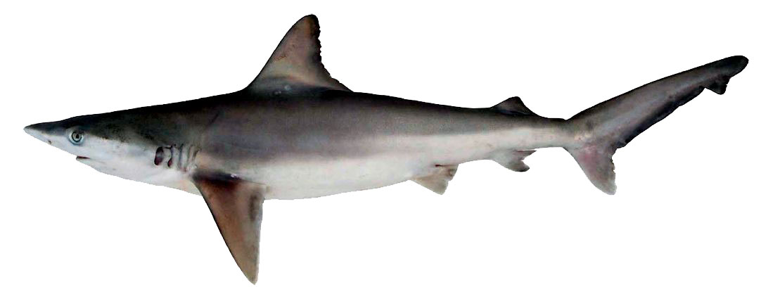 Cacharhinus-brachyurus_09.jpg