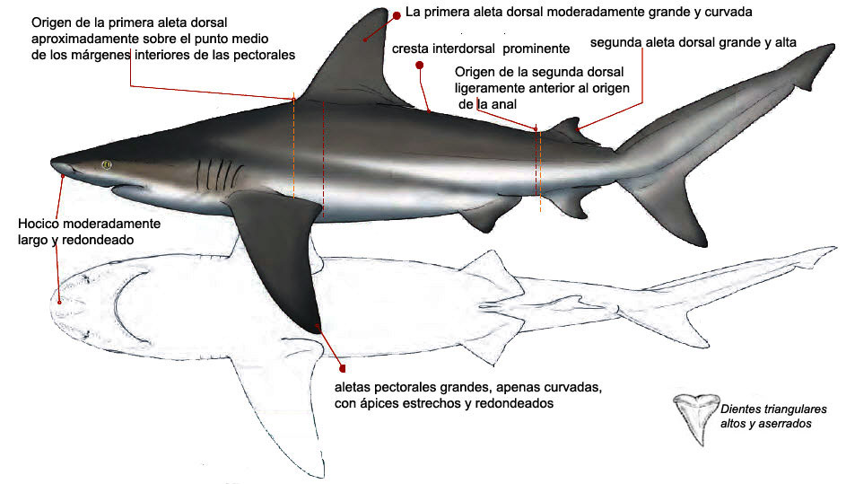 Carcharhinus-altimus-_01_bis.jpg