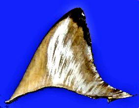 Carcharhinus-brevipinna_010.jpg
