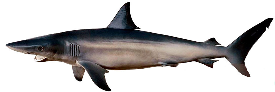 Carcharhinus-brevipinna_013.jpg