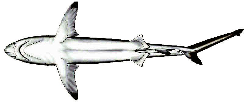 Carcharhinus-brevipinna_07.jpg