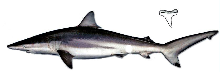 Carcharhinus-brevipinna_global.jpg