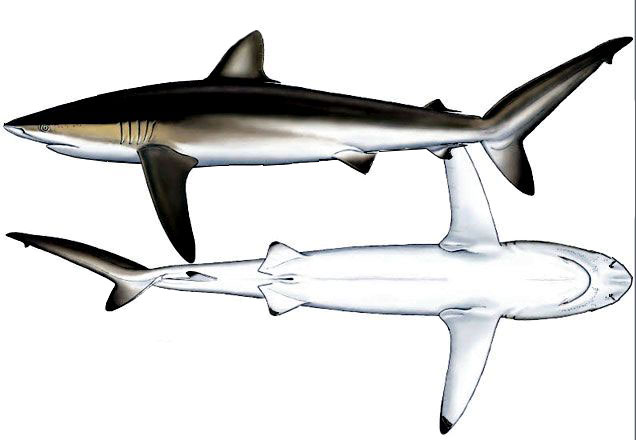 Carcharhinus-falciformis-_0011.jpg