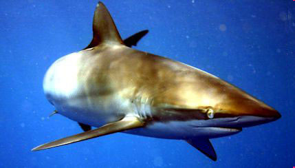 Carcharhinus-falciformis-_0012.jpg
