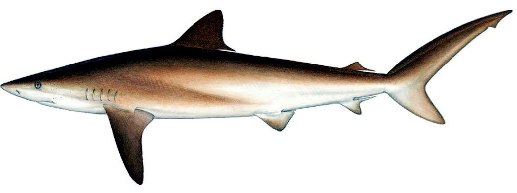 Carcharhinus-falciformis-_0013.jpg
