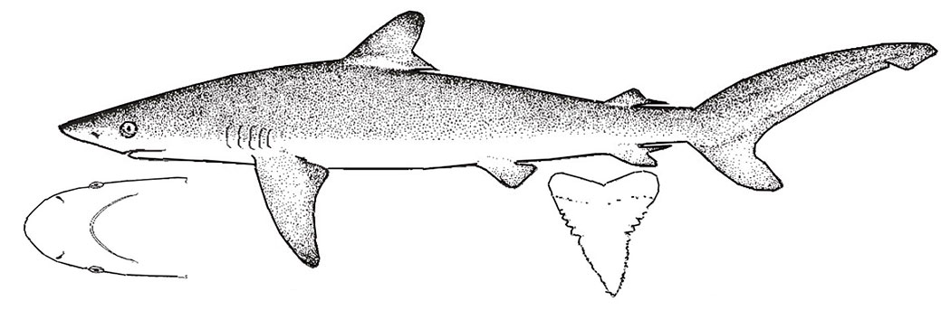 Carcharhinus-falciformis_111.jpg