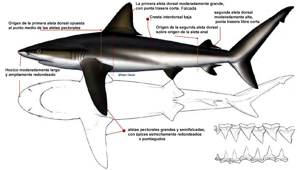 Carcharhinus-galapagensis_06_bis.jpg