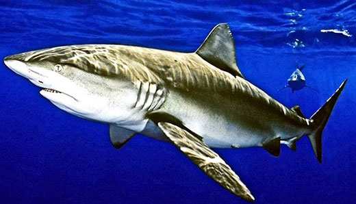 Carcharhinus-galapagensis_08.jpg