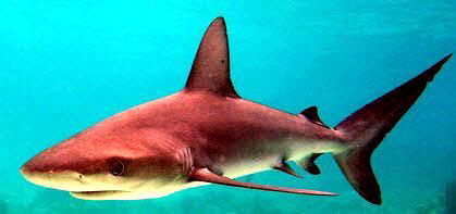 Carcharhinus-galapagensis_09.jpg