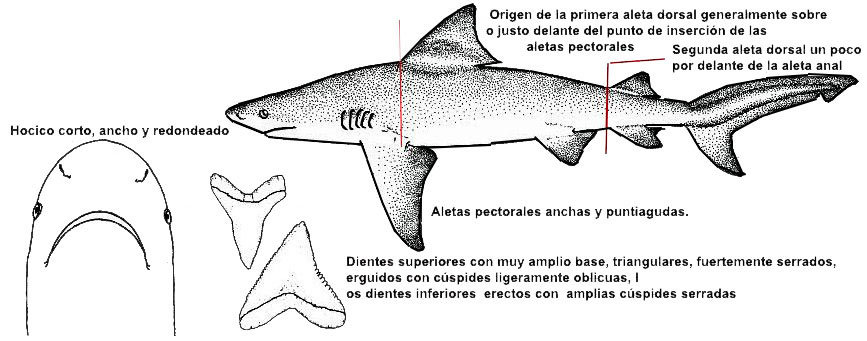 Carcharhinus-leucas-_01.jpg