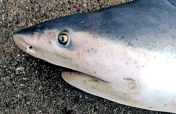Carcharhinus-leucas-_03_bis.jpg
