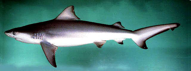 Carcharhinus-leucas-_06.jpg