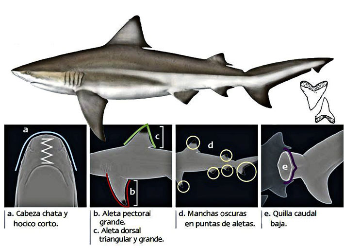 Carcharhinus-leucas-_08.jpg