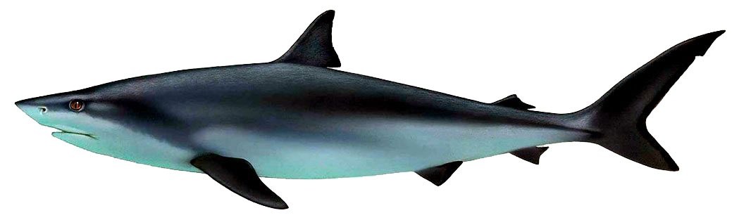 Carcharhinus-leucas_09.jpg