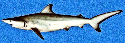 Carcharhinus-limbatus02.jpg