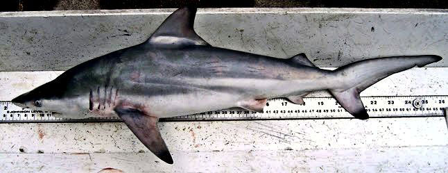 Carcharhinus-limbatus08.jpg