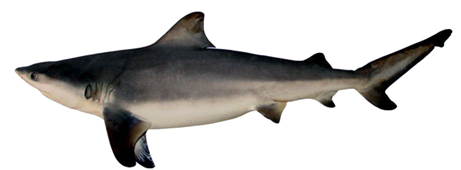 Carcharhinus-limbatus_0011.jpg