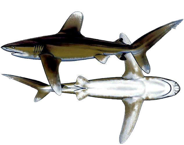 Carcharhinus-longimanus-_002.jpg