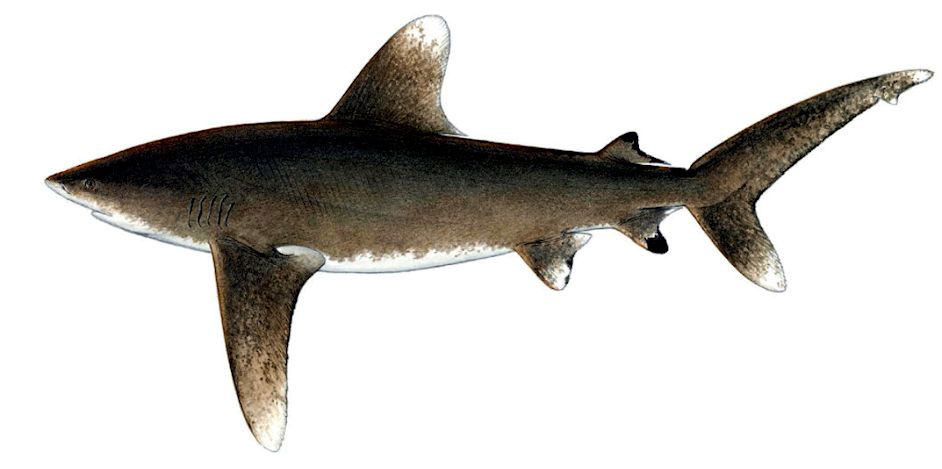 Carcharhinus-longimanus-_011.jpg