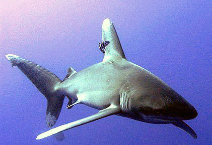 Carcharhinus-longimanus-_09.jpg