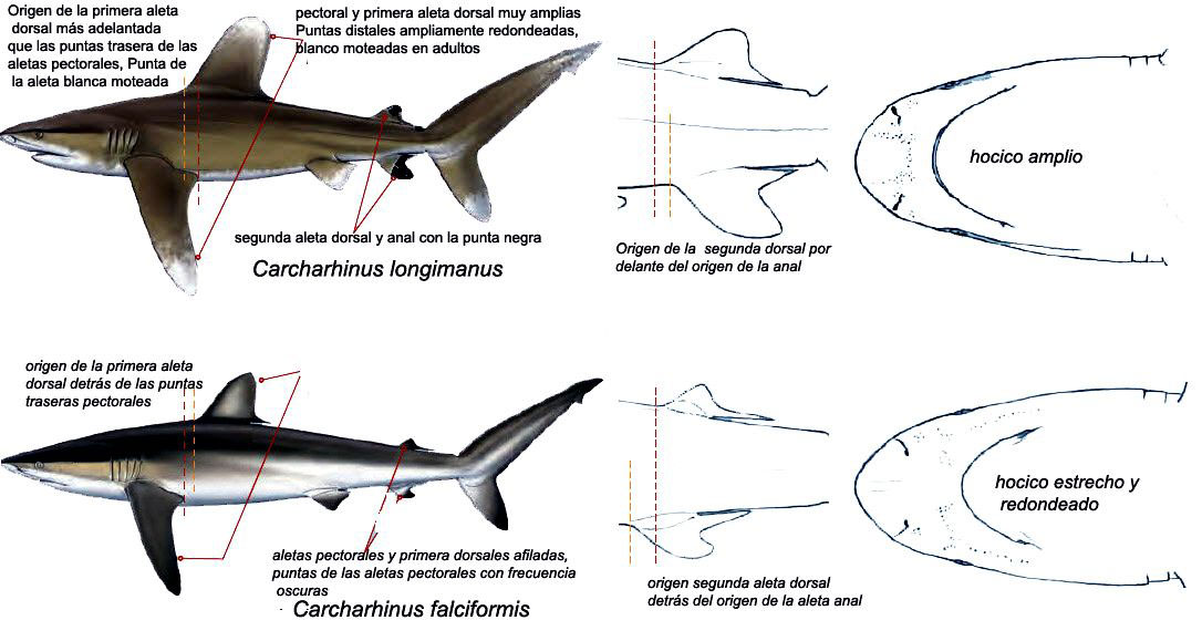 Carcharhinus-longimanus-_especiesimilar005.jpg