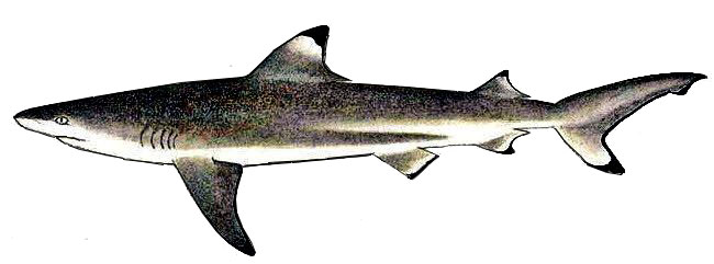 Carcharhinus-melanopterus_01.jpg