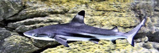 Carcharhinus-melanopterus_12.jpg