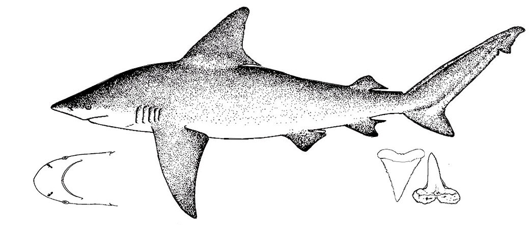Carcharhinus-plumbeus_001.jpg