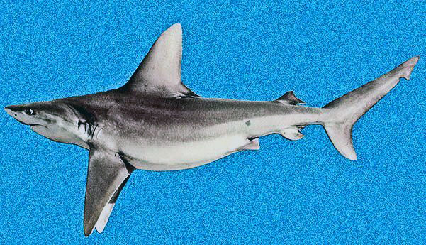 Carcharhinus-plumbeus_01.jpg