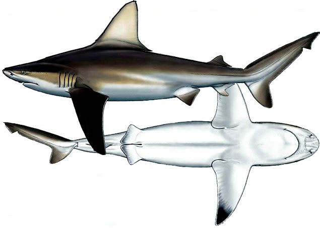 Carcharhinus-plumbeus_07.jpg