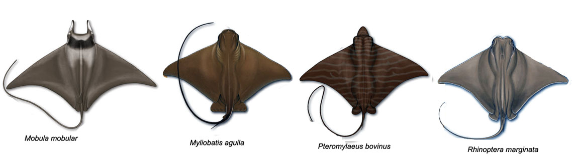 Myliobatidae.jpg