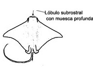 Rhinoptera_Dibujo.jpg