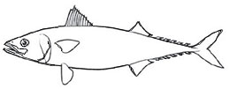 Familia-Scombridae.jpg