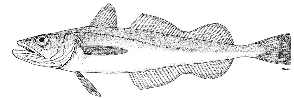 Merluccius-bilinearis.jpg