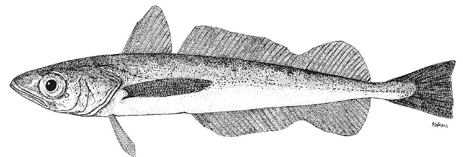 Merluccius-productus.jpg