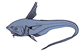 Echinomacrurus_02.jpg